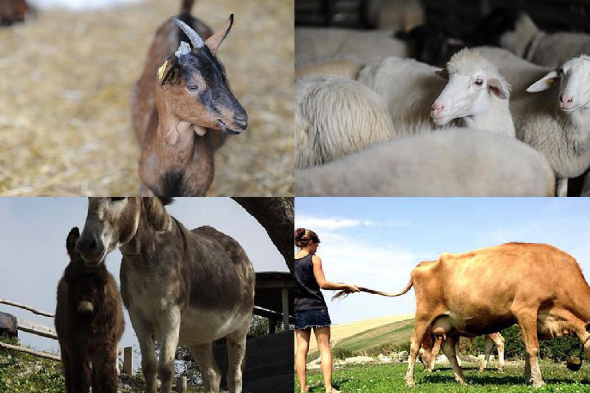 Biologsiche vakantie-boerderij in Toscane